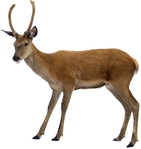 Deer Png Image Transparent Image Download Size 1000x1060px