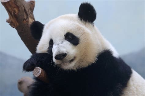 Bears Animals Panda Wallpapers Hd Desktop And Mobile