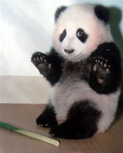 Panda Bear Funny Animal Pictures Funny Animal Quotes