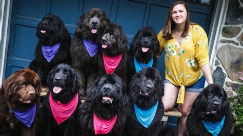 Woman Owns Nine Newfoundland Dogs Localish Youtube
