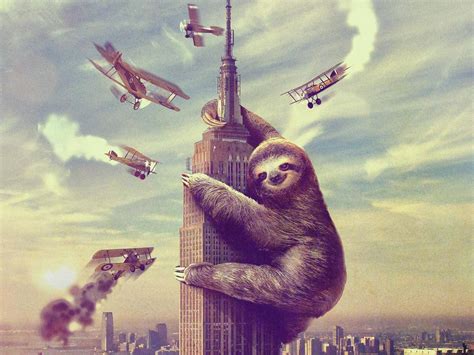 Sloth Wallpapers Top Free Sloth Backgrounds Wallpaperaccess