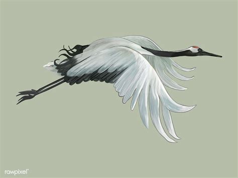 Flying Elegant White Japanese Crane Free Image By