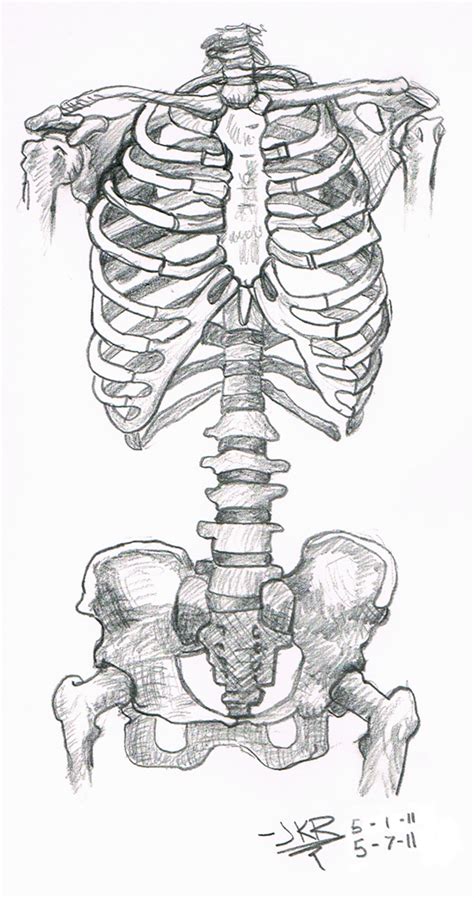 Have you ever seen fossil remains of dinosaur and ancient human bones in textbooks, television, or in person at a museum? Anatomy Study: Skeleton Torso by JKRiki on DeviantArt