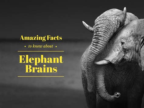 Facts About Elephant Brains Online Presentation 43 Template