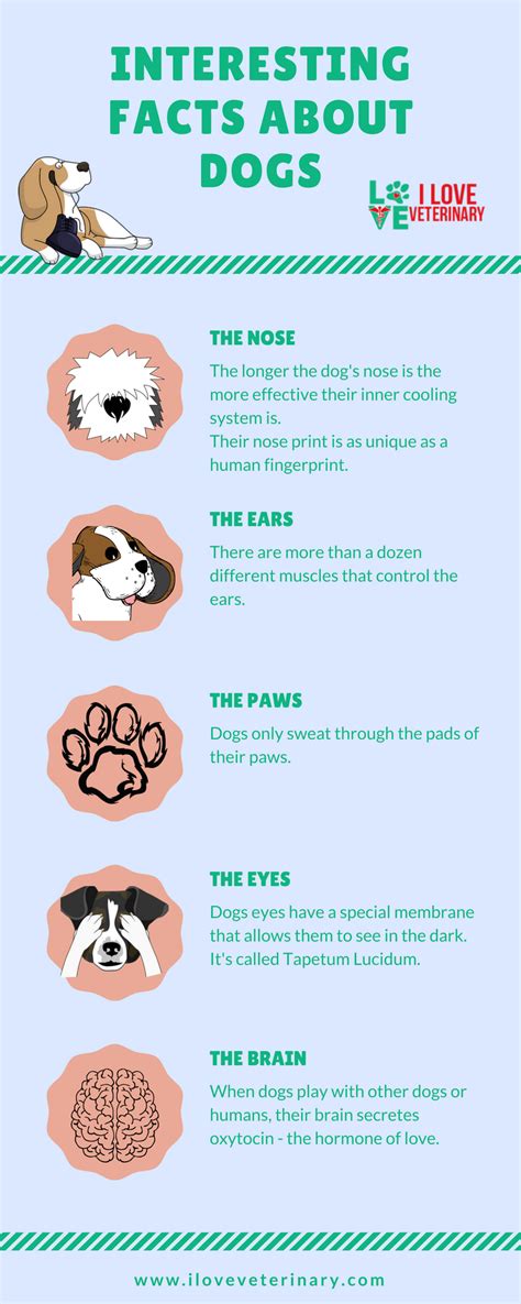 Dogs Infographic Fun Facts About Dogs All About Dogs Dog Infographic