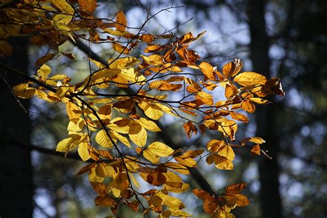 Beech Fall Foliage Free Photo On Pixabay Pixabay
