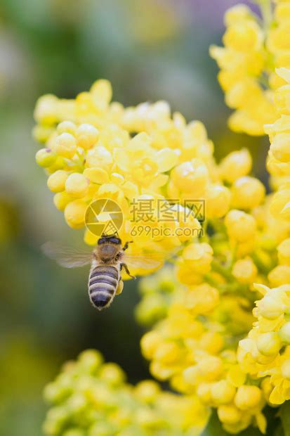 收集花粉时盘旋着一只蜜蜂be上的海象和它的腿一样被高清图片下载 正版图片506015937 摄图网