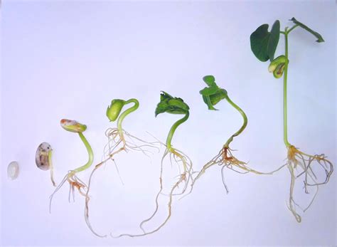 Germinação Do Feijão Etapas
