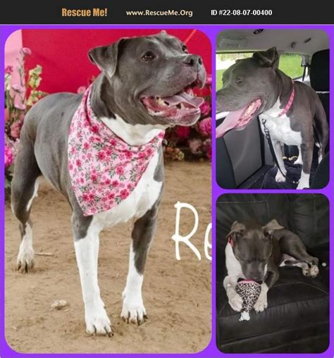 Adopt 22080700400 ~ American Staffordshire Terrier Rescue ~ Delaware County Pa