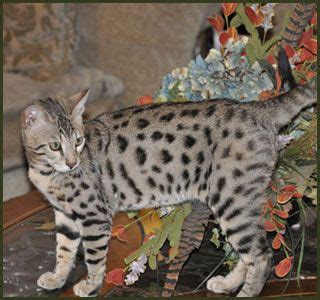 Cone check her out on our youtube channel. F1, F2, F3, F4, & F5 Savannah Cats for Sale - Kitten ...