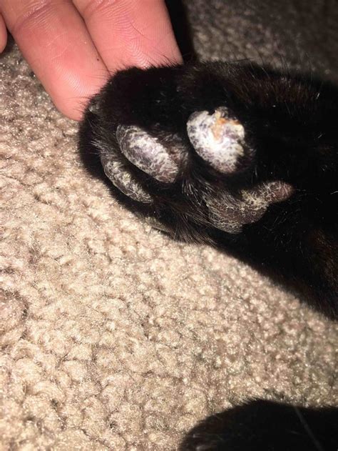 Cat Paw Swollen After Being Outside Cat Meme Stock Pictures And Photos