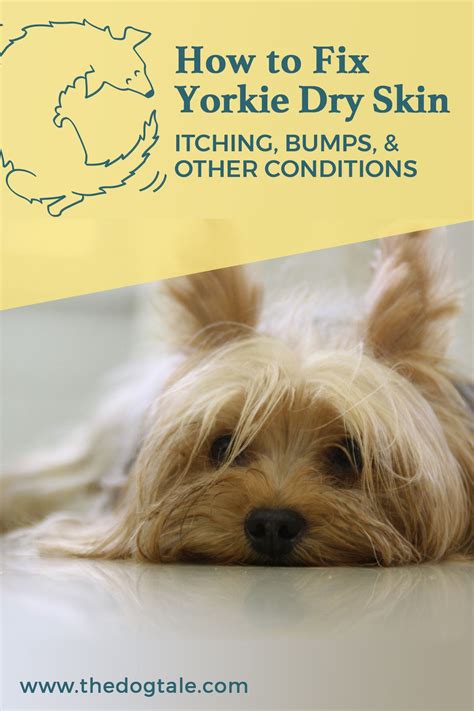 Small dogs can have sensitive stomachs that react to allergens. Dog Allergies Bumps - The Y Guide