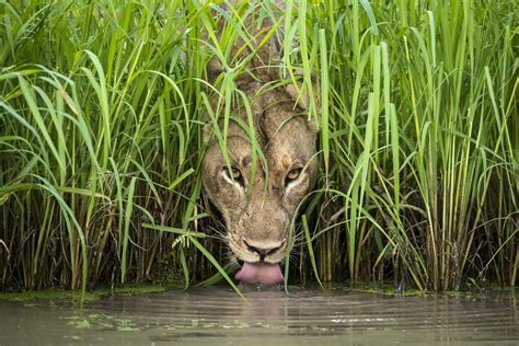 Nature Loves A Lens Wildlife Photography Is On Display At Both