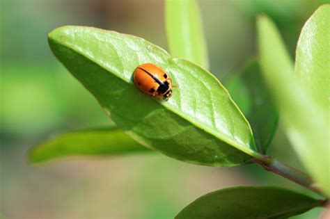 Propylaea Japonica Stock Photo Download Image Now Agriculture