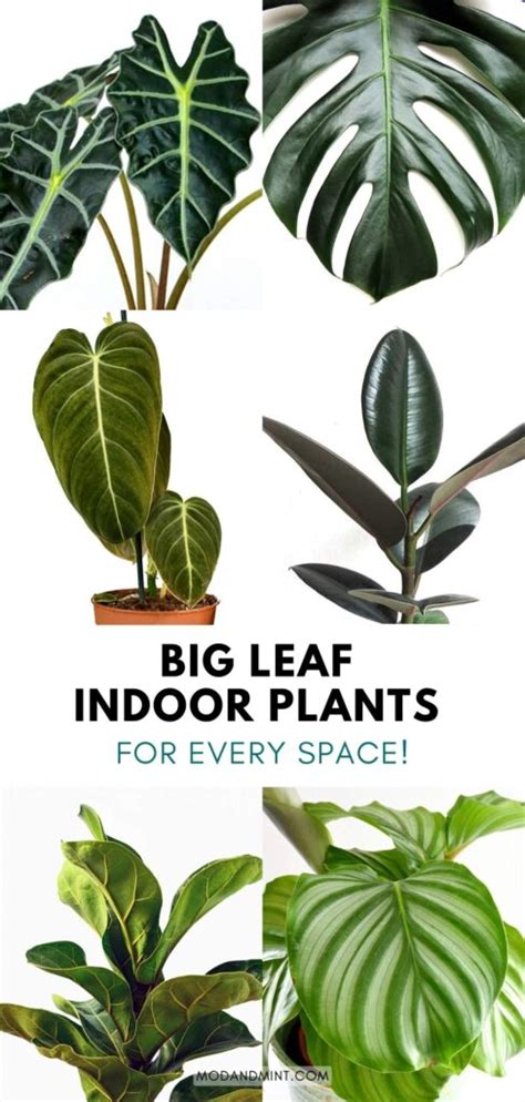 Large Leaf House Plants