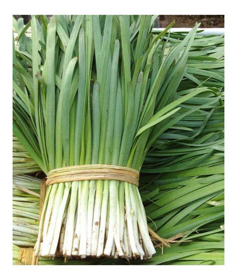 Buy Seedhao Buyincn Chinese Leek Chinese Chive Garlic Chives Nira 600