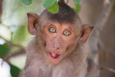Funny Monkeys Stock Image Image Of Funny Tropical Real 65996623