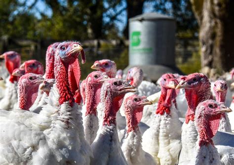 An Alabama Thanksgiving Tradition Lives On At Bates Turkey Farm