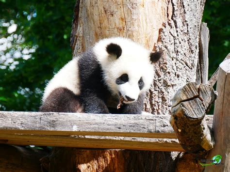 Großer Panda Zoo Berlin Freizeitpark Weltde