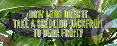 How long does it take to grow strawberries. How Long Does it Take a Jackfruit to Bear Fruit? | The ...