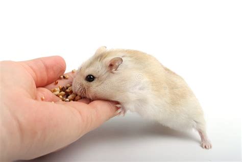 Funny Hamster Eating Food Stock Photo Image Of Funny 33188040