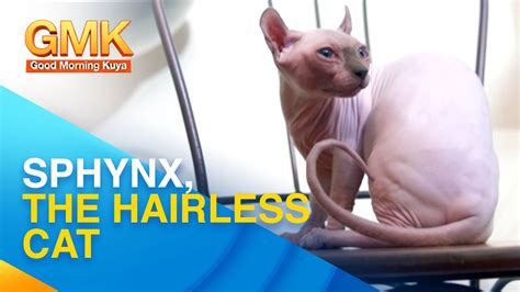 Care Tips For The Hairless Cat Sphynx Pet Talk