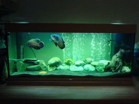 Aquarium Decoration For Oscar Fish Aquarium Design Ideas
