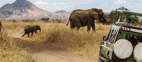 Best Time For Wildlife Safari In Africa Enchanting Travels