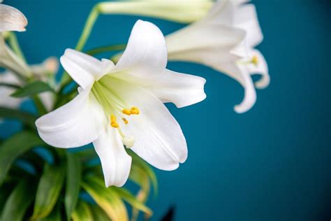 How To Grow And Care For Easter Lilies