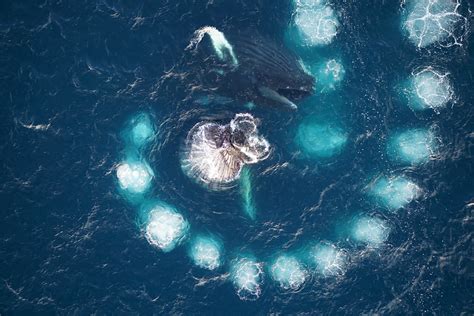 Humpback Whale Hunt Krill With Bubbles Cosmos Magazine