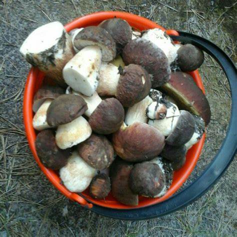 Диета 1 грибы Диета Белые Грибы — Похудение Диета Правильное Питание Диета Белые Грибы — Похудение Диета Правильное Питание Диета 1 грибы