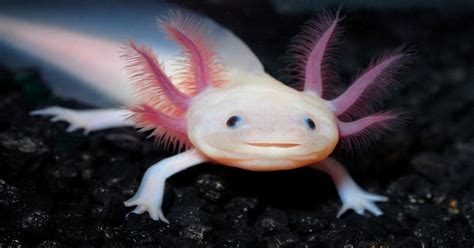 The Mexican Axolotl Salamander Has The Rare Trait Of Retaining Its