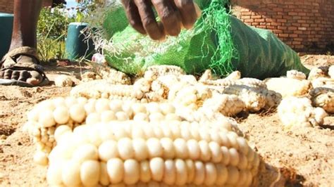 Malawi Maize Runs Out Following Failed Harvests Bbc News