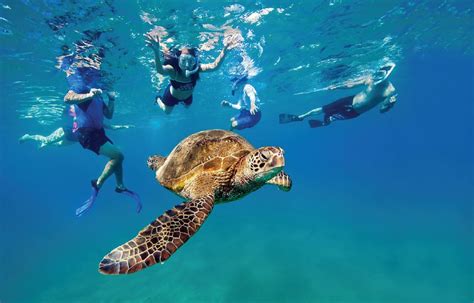 Maui Turtle Snorkel Tour Swim With Hawaiian Green Sea Turtles Hot Sex