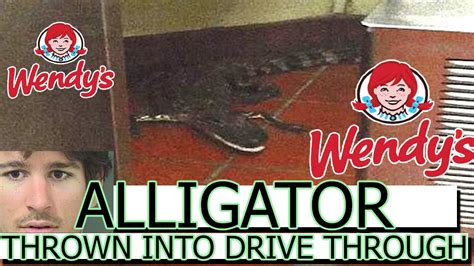 Alligator Thrown Into Wendys Drive Through Florida Youtube