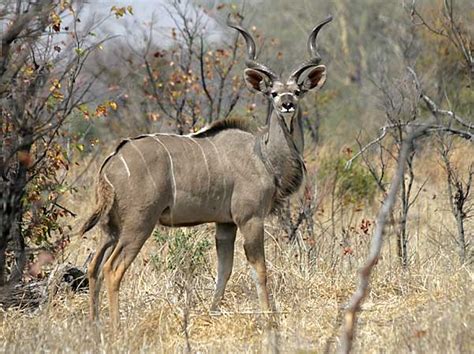 Animals World Wildlife Animals Of Kudu Deer Photo Posters