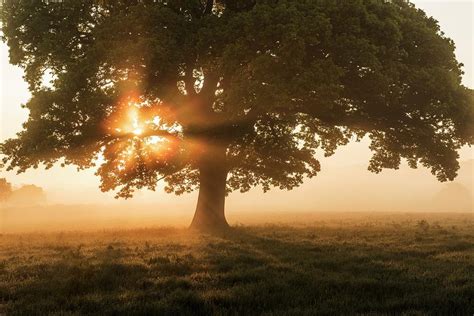 Oak Tree At Sunrise Photograph By Jeremy Walkerscience Photo Library