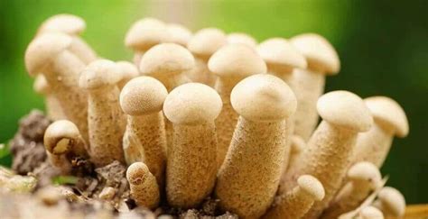 Penis Envy Mushroom Effects Benefits Risks History