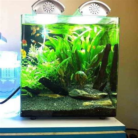 Ada designs and develops products of aquarium, lighting and co2 supply system to propose nature aquarium where tropical fish. Gambar Aquarium Ikan Hias Air Tawar Model Terbaru | Aneka Budidaya