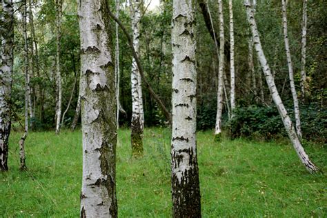 Free Stock Photo Of Birch Tree Forest Green