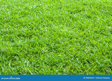 Tropical Carpet Grass Stock Photo Image Of Activity 39865646