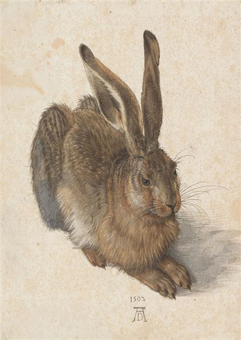 Durer Albrecht A Young Hare 1502 Fine Art Print Poster 1925