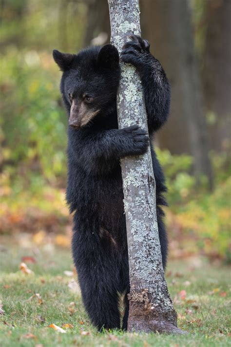 Black Bear And Tree Sean Crane Photography