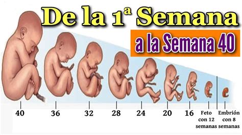 👶 Embarazo Semana A Semana 🤰 Desarrollo Fetal Desde La Semana 1 A La 40