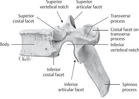 Thoracic Vertebra Right Lateral View Labeled Realtec My Xxx Hot Girl