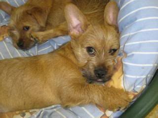 Frenchies and boston terriers mix to. Dogpages forums > Bob, French Bulldog X Yorkshire Terrier ...