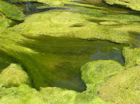 Ephemeral Curios Freshwater Algae