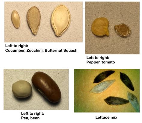 A Study Of Seed Types