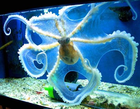 無脊椎動物 軟体動物＞頭足網 タコandイカandオウム貝 のおすすめ画像 421 件 Pinterest タコ、海中、海洋生物