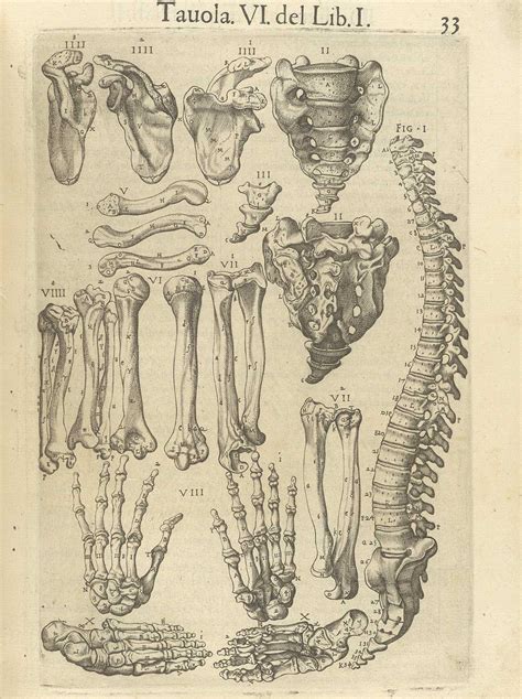 Galleries for anatomical illustrations of the human body. Valverde de Amusco. "Anatomia del corpo humano". Anatomy ...